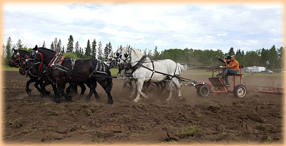 8 horse hitch discing